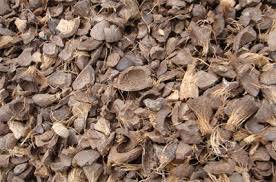 Wholesale Other Agriculture Products: Palm Kernel Shell