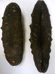 Wholesale sea cucumbers: Black Teat Sea Cucumber
