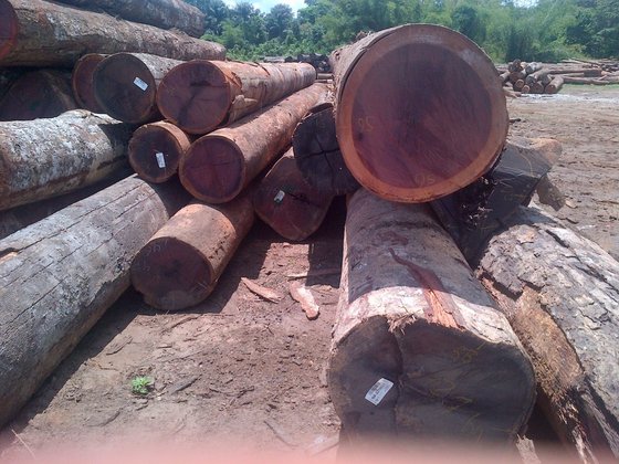 Prh Purpleheart Round Logs Id 9239224 Buy Suriname Prh