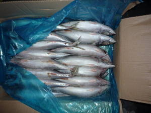 Wholesale frozen seafood: Fresh Frozen Pacific Mackerel Scomber Japonicus for Sale