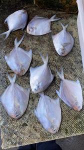 Wholesale bonito tuna fish: Fresh Frozen Silver Pomfret White Pomfret