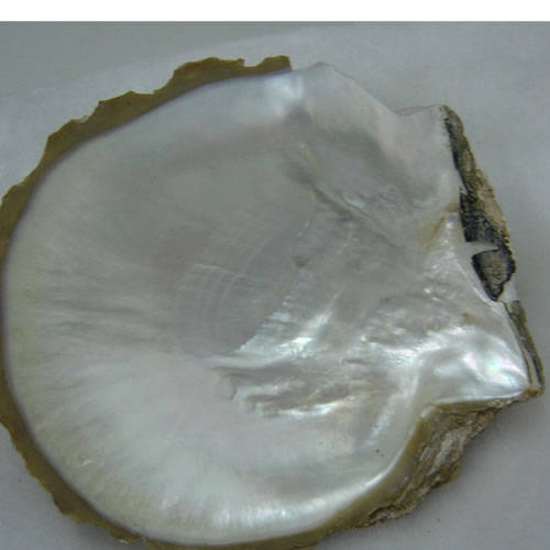 White Lip MOP Shell Raw Materials from JiuJiang Meisha Shell Products ...