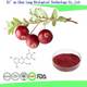 Cranberry Extract Powder Anthocyanin Powder