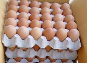 Wholesale shell: Fresh Table Chicken Eggs