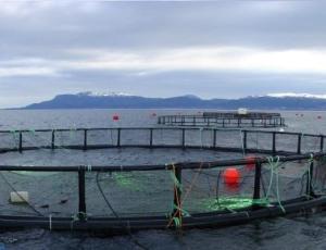 Wholesale fishing: Fish Farming Cage