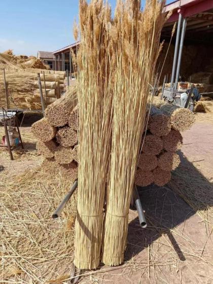 Rieten Dak Water Reed Bundle Thatching Reed