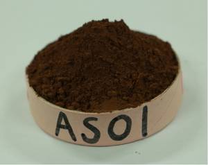 Wholesale trading: Alkalized Cocoa Powder 10/12 AS01 for Trading
