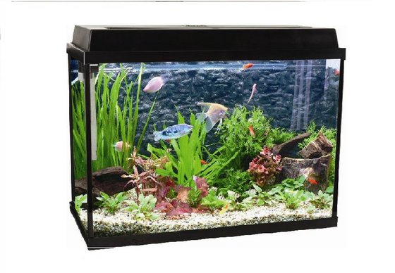glassfish aquarium