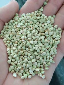Wholesale groats: Green Buckwheat CIF China