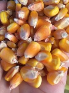 Wholesale yellow corn: Yellow Corn