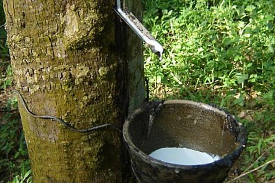 natural rubber trading