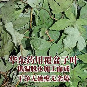 Wholesale Tea: Raspberry Leaves Rubus Chingii Hu Tea