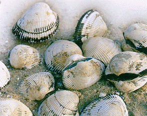 Ark shell