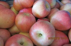 Wholesale lace: Fresh  Gala Apples