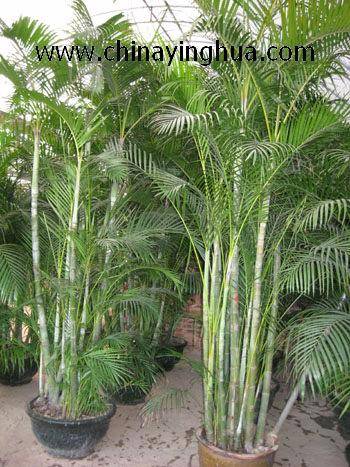 Chrysalidocarpus Lutescens-Areca Palm-Indoor Plant-Bonsai(id:3116868 ...