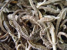 Wholesale top quality: Dried Seahorse From Thai Bay. Top Quality with Good Size and Price