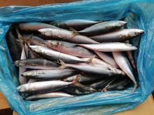 Wholesale frozen sardine: Frozen Mackerel,Frozen Bonito,Frozen Sardines,Frozen Tuna Loin