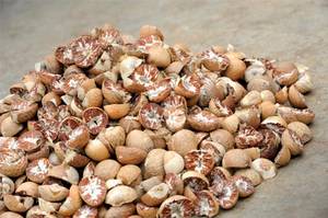 Wholesale betel nuts: Betel Nuts