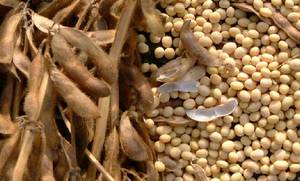 Wholesale lighting: Soybeans
