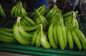 Wholesale fruit plastic box: Grade A Cavendish Banana