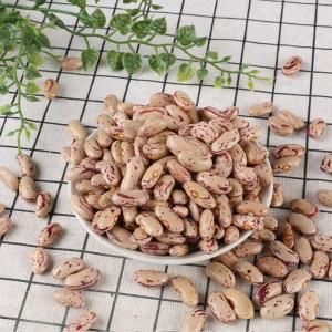 Wholesale kidney beans: Light Speckled Kidney Beans