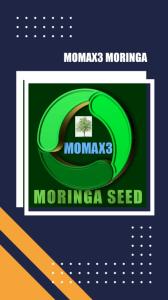 Wholesale bioenergy: MOMAX3 Moringa Perennial Seed for Plantation for Seed Oil