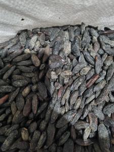 Wholesale canned vegetables: Amazonian Tonka Beans