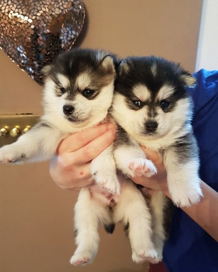 Beautiful Tiny Fluffy Pomsky Puppies - Buy United States pets, dog ...