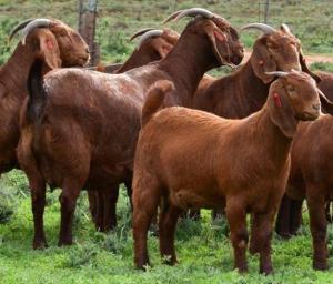 Wholesale supplies for ship: We Supply and Deliver Live Boer Goats / Live Kalahari Red Goats / Live Kalahari Goats 100% Healthy