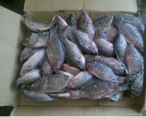 Wholesale 13kg: Frozen Tilapia Fish / Frozen Whole Round Tilapia Fish