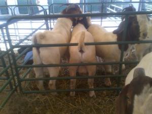 Wholesale supplies for ship: Pure Breed LIVE Boer Goats / 100% Full Blood Boer Goats, / Live Purebred Saanen Goats  , Live Sheep,