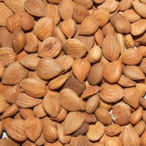 Wholesale nuts kernels: Dried Apricot Kernels for Sale / Apricot Kernels / Apricot Nut