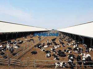 Wholesale z type steel purlin: Large Prefab Steel Structure Livestock Farm House Cow Shed Heifer Shed Sheep Shed Pig Shed