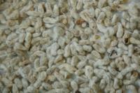 We Buy Cotton Seed From Cameroon