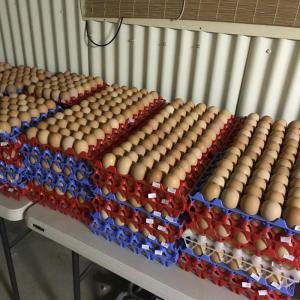 Wholesale table eggs: Fresh Chicken Eggs From Designated Farms / 60 Units HACCP Farms Egg