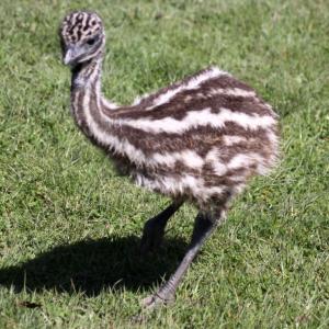 Wholesale ostrich: EMU Chicks