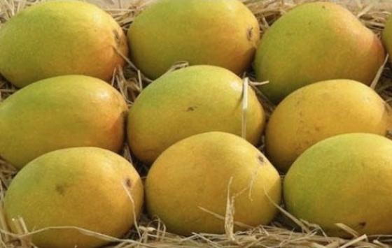 Alphonso Mango(id:10725852). Buy Pakistan Mango, Pakistani Mango, Big Mango  - EC21