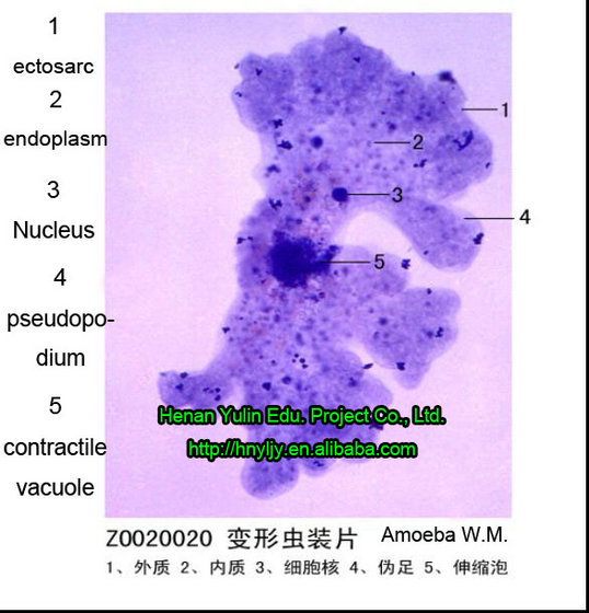 Biology Prepared Microscope Slides Amoeba W M Id 7930958 Product Details View Biology Prepared Microscope Slides Amoeba W M From Henan Yulin Edu Project Co Ltd Ec21