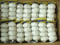 Wholesale s: 2012 Pure White Garlic