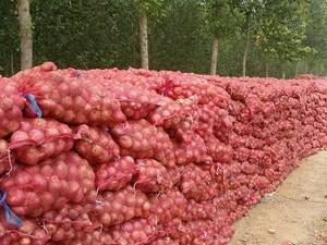 Wholesale onion price: New Crop of Onion