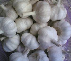Wholesale garlic cloves: 2012 Normal White Garlic