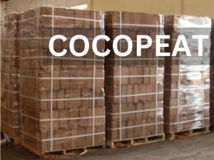 Wholesale cocopith: Cocopeat Blocks 5 Kg - LOW EC