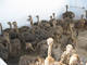 Sell 2 To 3 Months Old Ostrich Chicks For Sale
