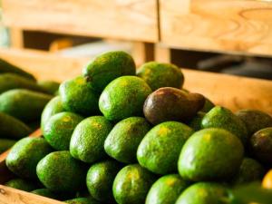 Wholesale mineral: Fresh Avocado / Hass Avocado/Fuerte Avocado Fruit