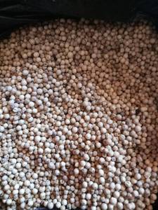 Wholesale bulk white pepper: White Pepper