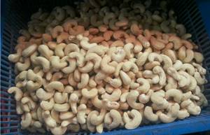 Cashew Kernel