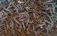 Long Pepper
