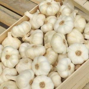 Wholesale white garlic: German White Hardneck Garlic