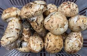 Wholesale mushrooms: Canadian Fresh Pine (Matsutake) Mushrooms (1kg Basket).