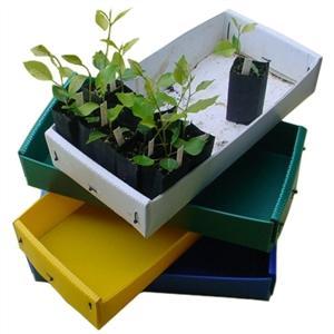 Wholesale fruit box: Corflute  Plastic  Box Packing Fruit and Vegetable